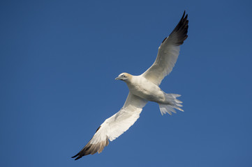 A Northern Gannet flying with its wings spread wide in front of a blue sky on a bright sunny day.
