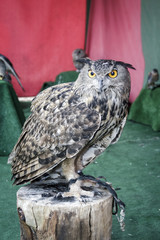 Retrato de búho posando. Ave rapaz. Búho posando y mirando. Ave nocturna. Símbolo de suerte y fortuna.