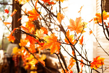 Autumnal tree with orange leaves. Horizontal