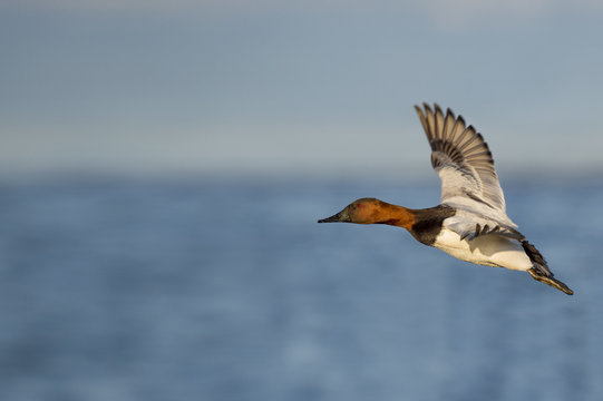 A male Canvasback duck flies in front of a blue river and sky on a sunny afternoon.