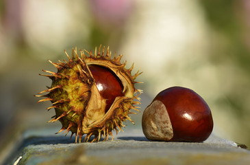 two chestnuts in the park