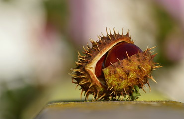 chestnut in the park