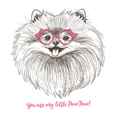 Vector sketch illustration of a cute little Pomeranian with bow and round glasses. Fashionable dog print.