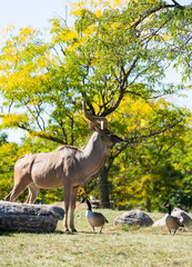 Greater Kudu