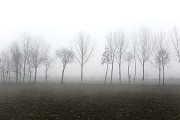 Treees in fog
