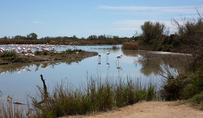 flamants roses en camargue - france