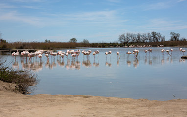 Fototapeta premium flamants roses en camargue - france