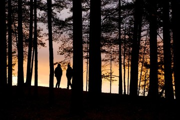Forest Twilight Background