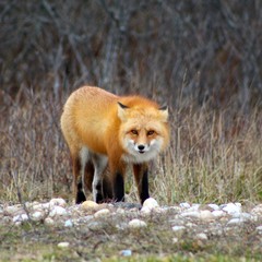 Fox