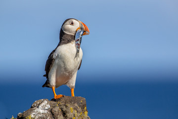 Puffin with fish
