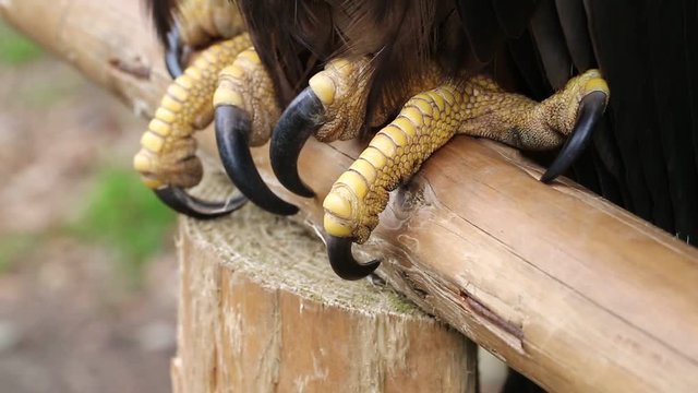 Talons of sea eagle close up. Female sea eagle, bird of prey