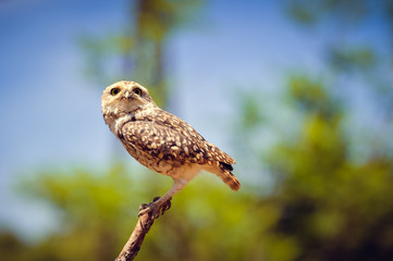 Closeup view on Burrowing Owl Athene Cunicularia standing, outdoors background