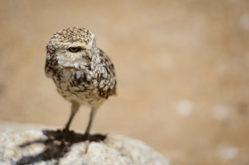 Closeup view on Burrowing Owl Athene Cunicularia standing, outdoors background
