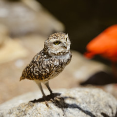 Closeup view on Burrowing Owl Athene Cunicularia standing, outdoors background