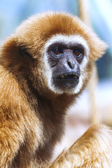 monkey portrait, Gibbon