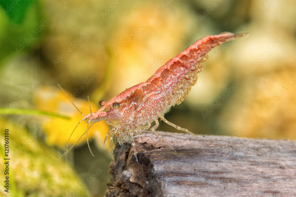 Wall mural Freshwater shrimp closeup shot in aquarium (genus Neocaridina)