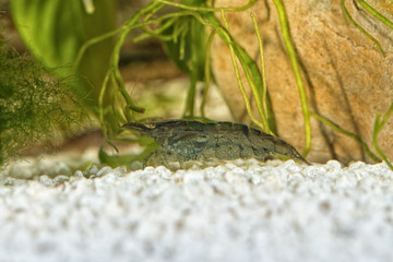 Freshwater shrimp closeup shot in aquarium (genus Neocaridina) - 121760103