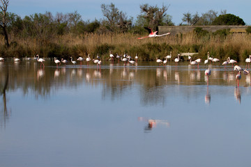 flamants roses en camargue - france
