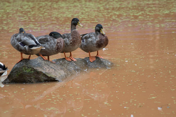 Ducks swim