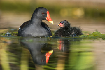 Common Moorhen, Moorhen, Gallinula chloropus