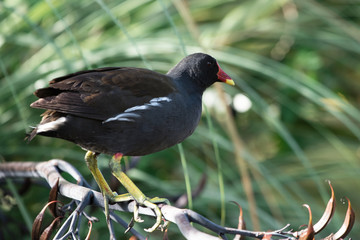 Common Moorhen, Moorhen, Gallinula chloropus