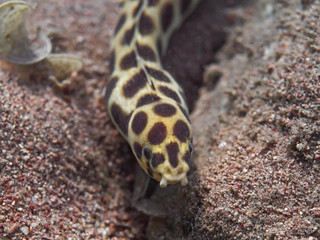 Obraz premium Spotted snake eel (Myrichthys maculosus) fish on the sea bottom