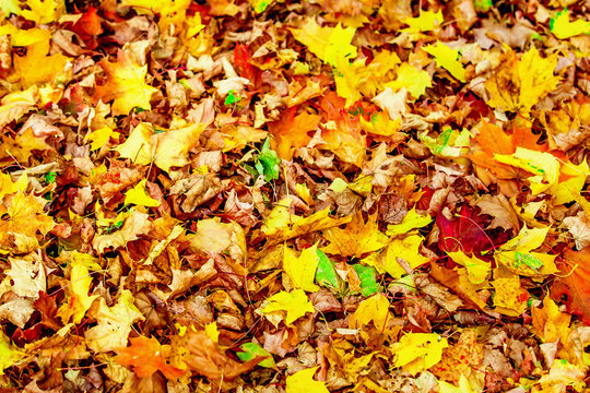 Closeup image of autumn bright maple leafs at outdoors forest