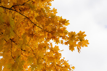 Złote liście na drzewie © Zbigniew