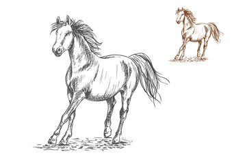 Obraz na płótnie Canvas Horse galloping sketch portrait