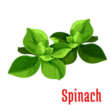 Spinach leaves vegetable icon