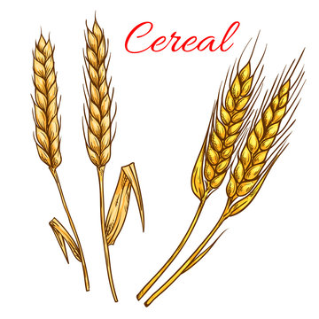 Cereal wheat and rye ears isolated vector icon