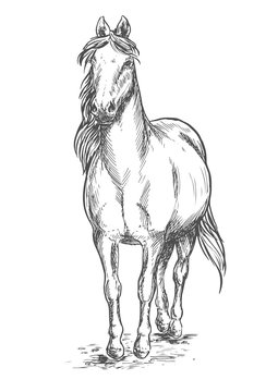 Walking white horse sketch portrait