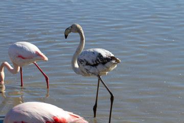 flamants roses en camargue - france