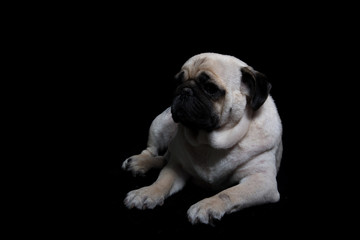 Pug Dog Black background