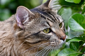 Handsome male tabby cat