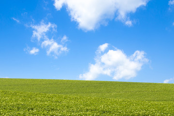 field of grass and perfect sky