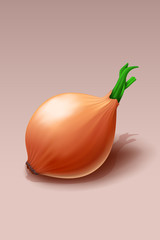 realistic onion with shadow