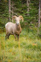 Obraz na płótnie Canvas Healthy Male Ram Bighorn Sheep Wild Animal Montana Wildlife