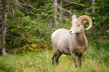 Healthy Male Ram Bighorn Sheep Wild Animal Montana Wildlife