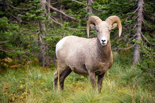 Healthy Male Bighorn Sheep Wild Animal Montana Wildlife