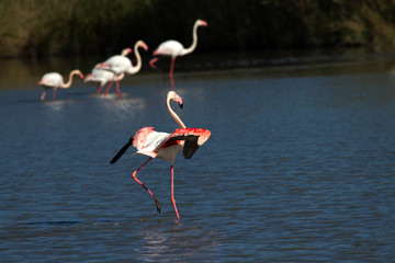 flamants roses en camargue - france