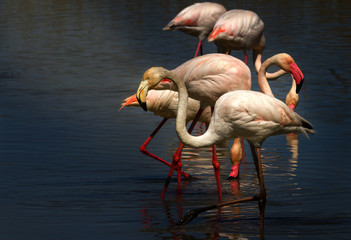 flamants roses en camargue - france