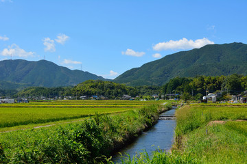 Fototapeta na wymiar You can see the views of the creek and the rice field in country side of Fukuoka city, JAPAN. It is in August.
