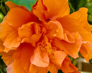 Fototapeta na wymiar Tropical tangerine flower