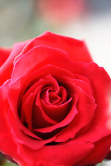 Fototapeta premium 赤色の薔薇