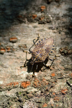 A Japanese macula stink bugs have stayed in a cherry stem in Fukuoka city, JAPAN. It is in August.