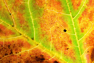 Autumn's Leaf