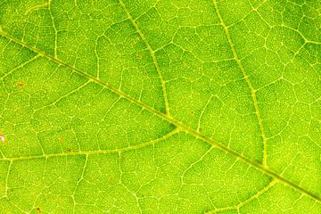 Leaf's Textures