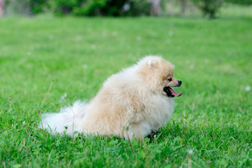 spitz, Pomeranian dog in city park