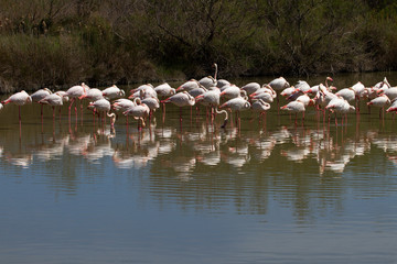 flamants roses en camargue - france